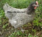 Legkippen te koop, Vrouwelijk, Kip