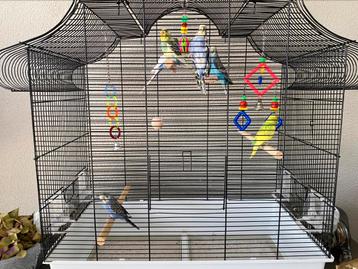 Grote vogelkooi beschikbaar voor biedingen