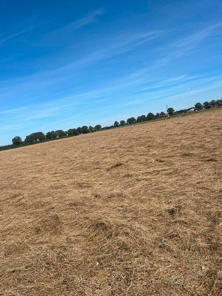 Weide of grasland gezocht!!, Dieren en Toebehoren, Stalling en Weidegang, Weidegang