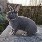 Parelfeh konijn, Dieren en Toebehoren, Konijnen, Mannelijk, Middelgroot, 0 tot 2 jaar