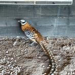 Koningsfazant trio onverwant., Dieren en Toebehoren, Pluimvee, Meerdere dieren, Kip