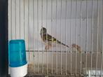 Bastaard putter, Dieren en Toebehoren, Vogels | Overige Vogels, Mannelijk