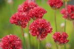 Zaden Engels gras rood (Armeria pseudoarmeria Ballerina Red), Ophalen of Verzenden, Voorjaar, Volle zon, Zaad