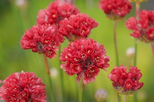 Zaden Engels gras rood (Armeria pseudoarmeria Ballerina Red), Tuin en Terras, Bloembollen en Zaden, Zaad, Voorjaar, Volle zon