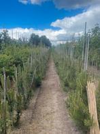 Oktober volop nieuwe pinus nigra en sylvestris, Ophalen of Verzenden, Volle zon, Overige soorten, 100 tot 250 cm