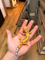 0.1 tremper luipaardgekko, Dieren en Toebehoren, Reptielen en Amfibieën, Hagedis, 0 tot 2 jaar