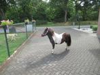 Een prachtig gekleurt schetland  merrie, Dieren en Toebehoren, Pony's, Merrie, 0 tot 2 jaar, A pony (tot 1.17m), Gechipt