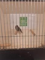 Dornastrilde man, Dieren en Toebehoren, Vogels | Overige Vogels, Mannelijk, Geringd