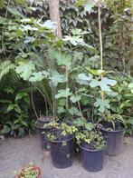 Vijgenboom biologisch, Tuin en Terras, Planten | Bomen, Bloeit niet, Overige soorten, Ophalen, Volle zon