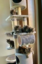 Prachtige Maine Coon kittens zoeken nieuw thuis, Dieren en Toebehoren, Katten en Kittens | Raskatten | Langhaar, Meerdere dieren