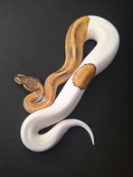 Jonge Ball Pythons, Dieren en Toebehoren, Reptielen en Amfibieën, Slang, 0 tot 2 jaar