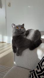 Britse korthaar GRATIS, Dieren en Toebehoren, Katten en Kittens | Raskatten | Korthaar, Kater, Gechipt