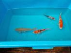 Te koop japanse koi’s, Dieren en Toebehoren, Vissen | Vijvervissen, Karper of Koi