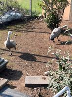 Hoendergans, Dieren en Toebehoren, Pluimvee