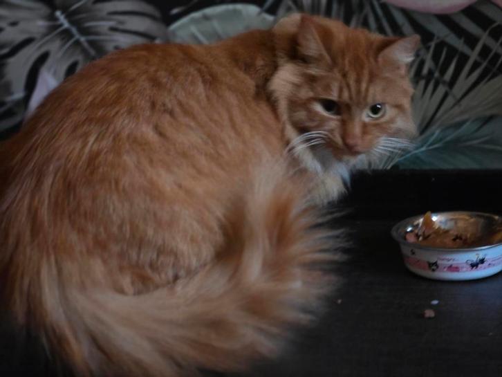 Lieve mooie kat, Dieren en Toebehoren, Katten en Kittens | Overige Katten, Langharig, Kater, 3 tot 5 jaar