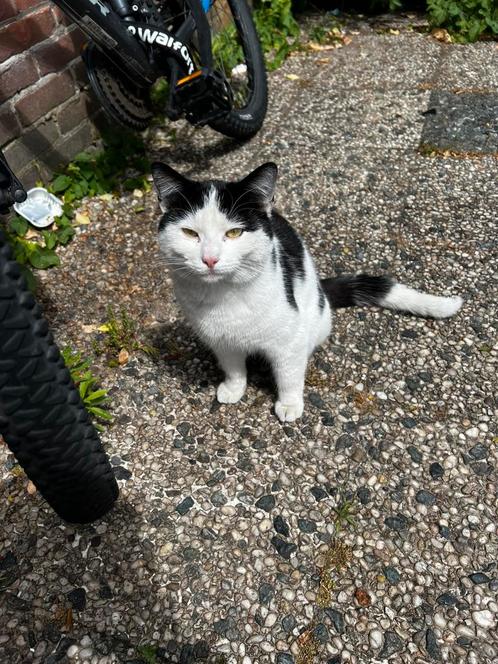 Kitten mag gratis opgehaald worden, Dieren en Toebehoren, Katten en Kittens | Overige Katten, Kortharig, Poes, 0 tot 2 jaar