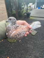 Postduif, Mannelijk, Postduif