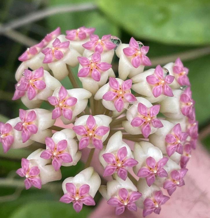 Hoya icensis 023 (patcharawalai), Huis en Inrichting, Kamerplanten, Minder dan 100 cm, Halfschaduw, Ophalen of Verzenden
