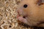 Goudhamsters in Assen., Hamster, December, Meerdere dieren, Tam