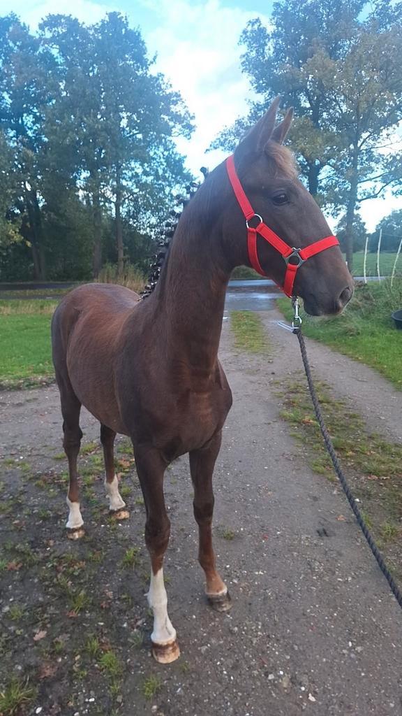Tuigpaard merrieveulen te koop!, Dieren en Toebehoren, Paarden, Merrie, Zadelmak, 165 tot 170 cm, 0 tot 2 jaar, Tuigpaard, Met stamboom