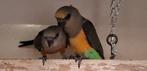 1-1 Poicephalus Rufiventris 2025 (Roodbuik papegaai), Meerdere dieren, Papegaai, Geringd