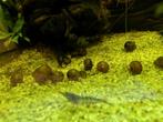 Posthoornslakken - GRATIS, Dieren en Toebehoren, Vissen | Aquariumvissen, Vis