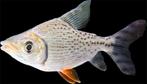 Semaprochilodus taeniurus, Dieren en Toebehoren, Vissen | Aquariumvissen, Vis, Zoetwatervis
