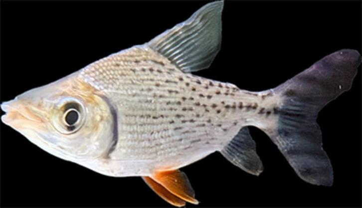 Semaprochilodus taeniurus, Dieren en Toebehoren, Vissen | Aquariumvissen, Zoetwatervis, Vis