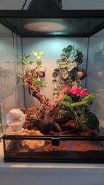Een wimper gekko van een jaar oud. Met toebehoren., Hagedis, Met terrarium, 0 tot 2 jaar