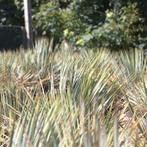 Yucca Rostrata - Palmlelie g42098, Tuin en Terras, Planten | Tuinplanten, Ophalen of Verzenden