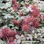 Acaena‘Kupferteppich afhaal aanbieding vanaf 12stuks afgehaa, Ophalen, Overige soorten, Halfschaduw