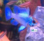 Mikrogeophagus ramirezi "Electric Blue", Vis, Zoetwatervis