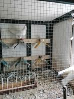 Vier bruidsduiven, Meerdere dieren, Overige soorten