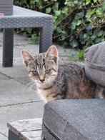 Boederij Kittens, Dieren en Toebehoren, Katten en Kittens | Overige Katten, Poes, Kortharig, 0 tot 2 jaar