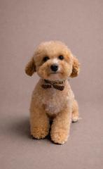 Toy poedel puppy 1 reutje beschikbaar, Dieren en Toebehoren, Honden | Chihuahua's en Gezelschapshonden, Poedel, Parvo, Nederland