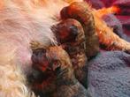 Westfalen terriër pups, Dieren en Toebehoren, Overige rassen, 8 tot 15 weken, Meerdere, Meerdere dieren