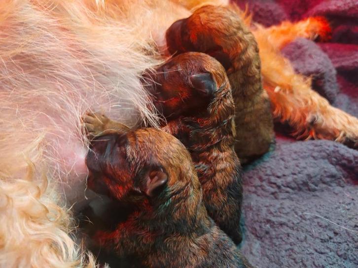Westfalen terriër pups, Dieren en Toebehoren, Honden | Jack Russells en Terriërs, Meerdere dieren, Overige rassen, Fokker | Hobbymatig