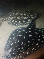 Potamotrygon BD vrouw 55 cm eventueel ruilen datniodes, Dieren en Toebehoren
