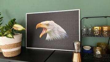 Groot portret Amerikaanse zee arend nieuw beschikbaar voor biedingen