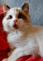 Zeer aanhankelijke ragdoll kittens, Meerdere dieren, Gechipt, 0 tot 2 jaar
