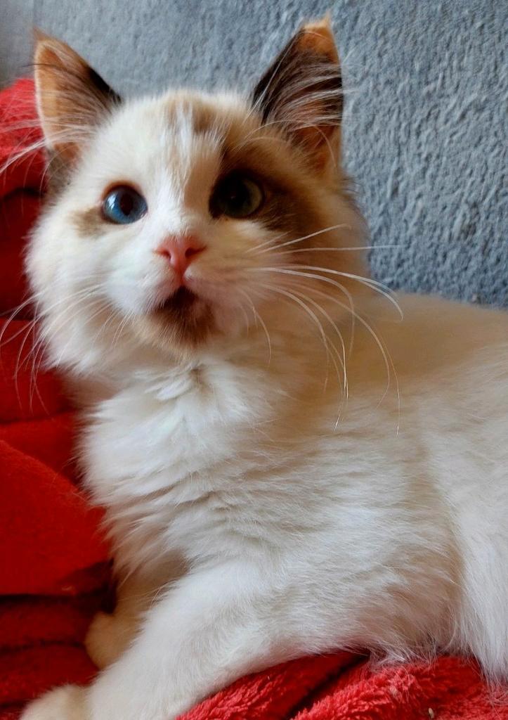 Zeer aanhankelijke ragdoll kittens, Dieren en Toebehoren, Katten en Kittens | Raskatten | Langhaar, Meerdere dieren, 0 tot 2 jaar