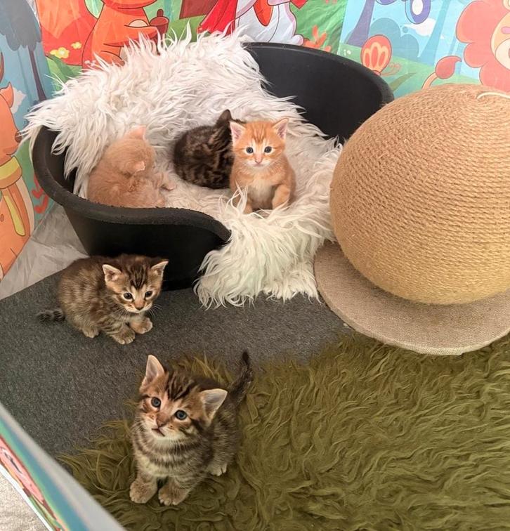 Tekoop halve Bengaal kittens, Dieren en Toebehoren, Katten en Kittens | Overige Katten, Kortharig, Meerdere dieren, 0 tot 2 jaar