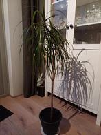 Kamerplant, drakenbloemboom, 120cm., Halfschaduw, Ophalen