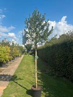 Hoogstam hulst ilex nelly stevens, Ophalen