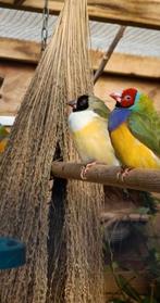Gouldamadines, Dieren en Toebehoren, Vogels | Overige Vogels, Meerdere dieren