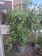 Grote ficus benjamin Gereserveerd!, Huis en Inrichting, Kamerplanten, Ophalen, Ficus, 200 cm of meer, Halfschaduw