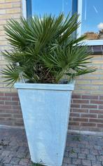 Palmboom in vierkante pot, Tuin, Minder dan 60 cm, Vierkant, Ophalen of Verzenden