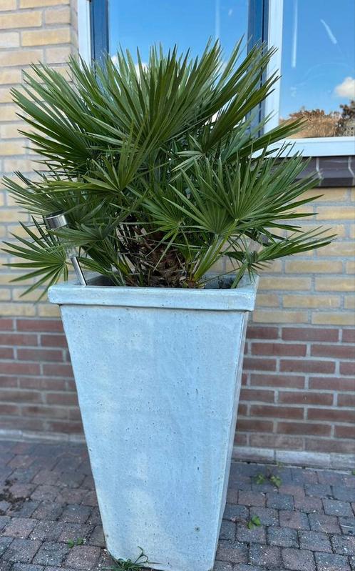 Palmboom in vierkante pot, Tuin en Terras, Bloembakken en Plantenbakken, Zo goed als nieuw, Beton, Binnen, Balkon, Tuin, 60 cm of meer
