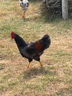 Jonge blauwe dubbel gezoomde barnevelder hanen, Mannelijk, Kip