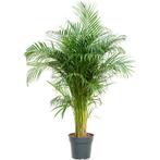 Dypsis Lutescens - Areca Palm g94689